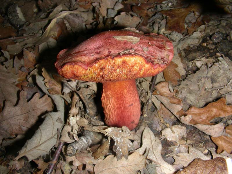 Escursione del 9.10.2010.alcuni ritrovamenti