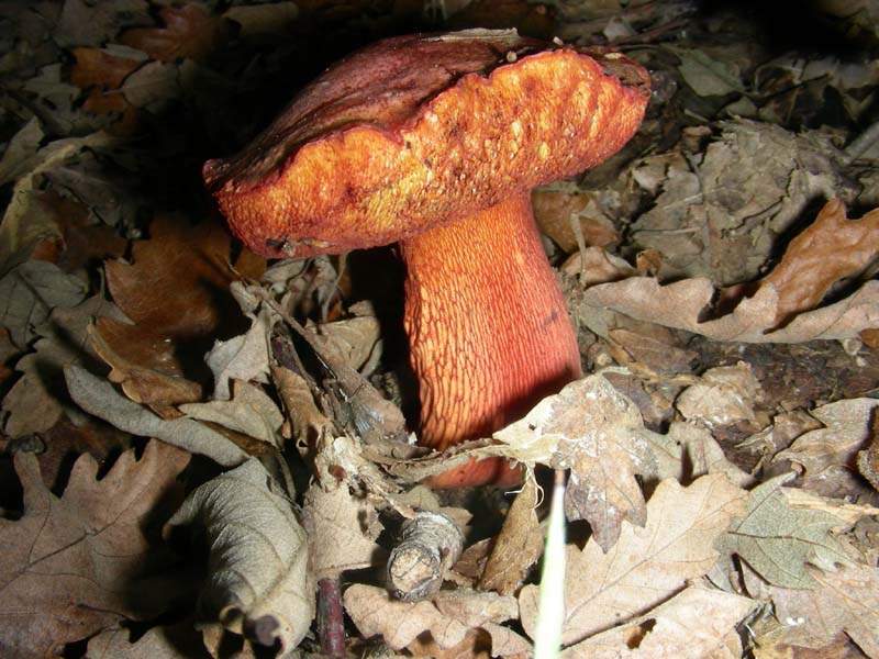 Escursione del 9.10.2010.alcuni ritrovamenti