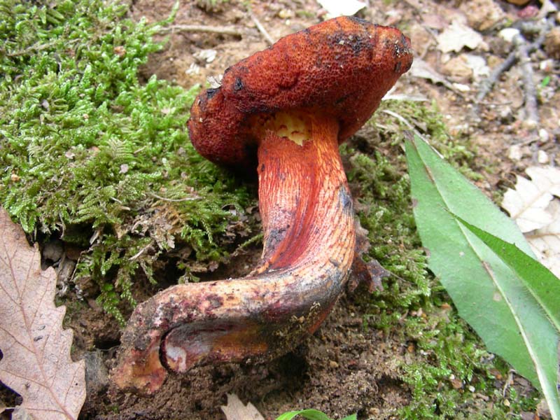 Escursione del 9.10.2010.alcuni ritrovamenti