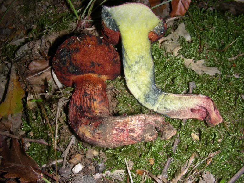 Escursione del 9.10.2010.alcuni ritrovamenti