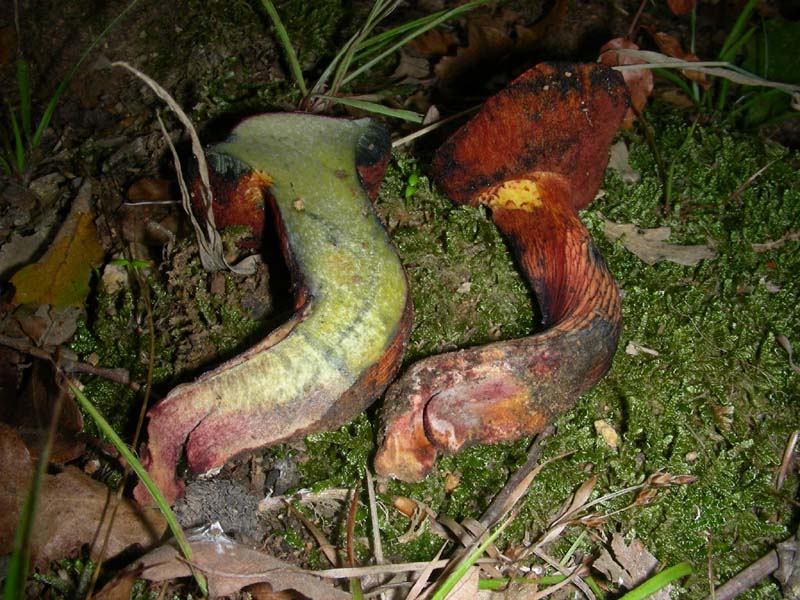 Escursione del 9.10.2010.alcuni ritrovamenti