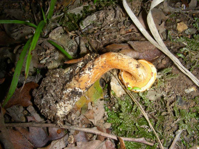 Strano ritrovamento fotog.il 9.10.2010