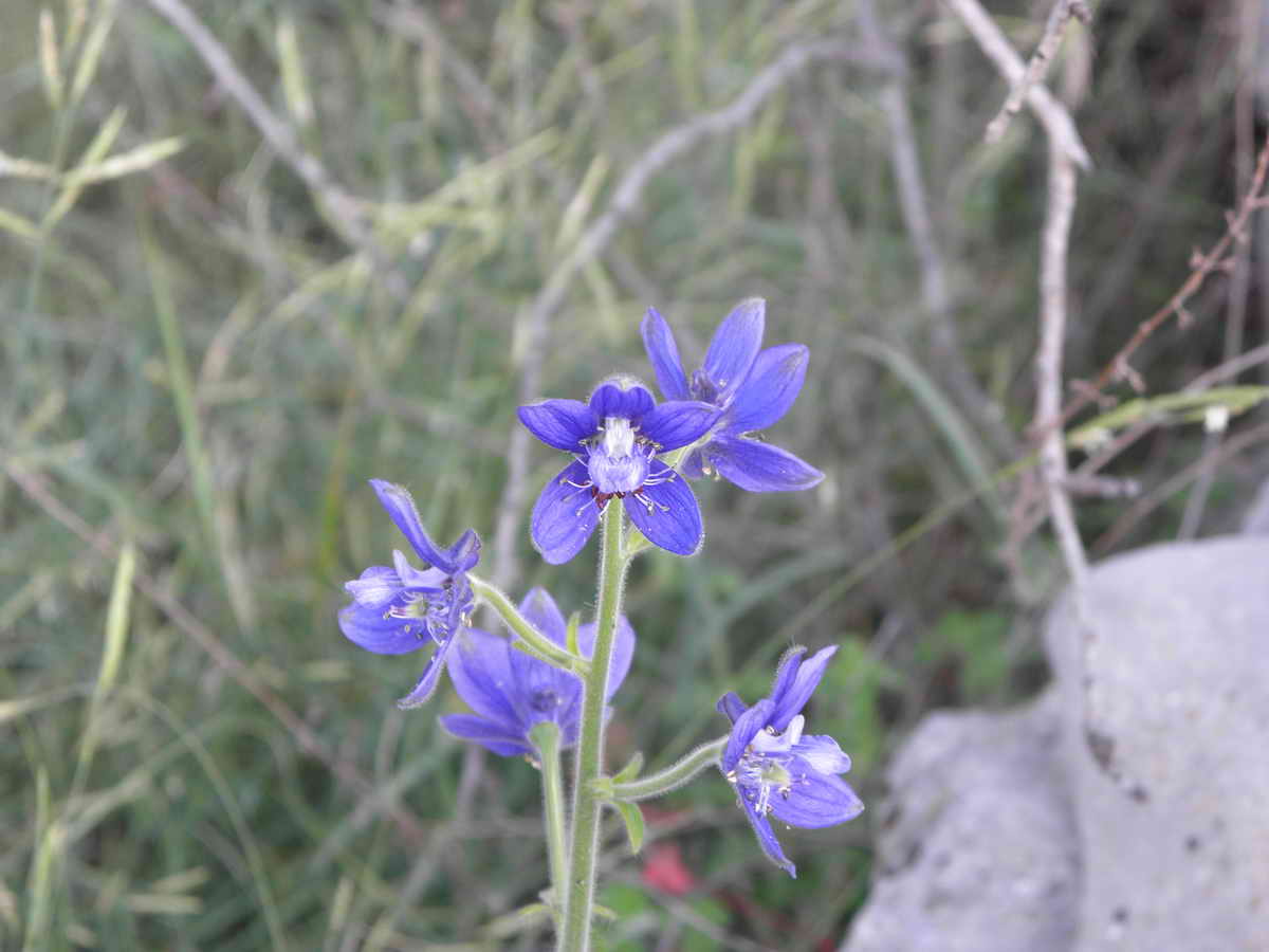 Delphinium macrosperma (=D.staphisagria) / Speronella stafisagria