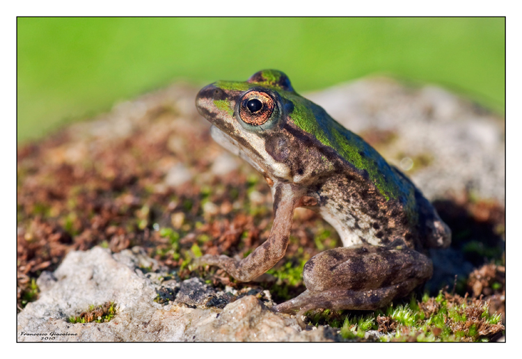 Rana da identificare - Pelophylax sp. (Sicilia)