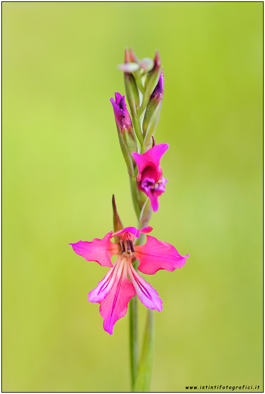 Gladiolus cfr. italicus