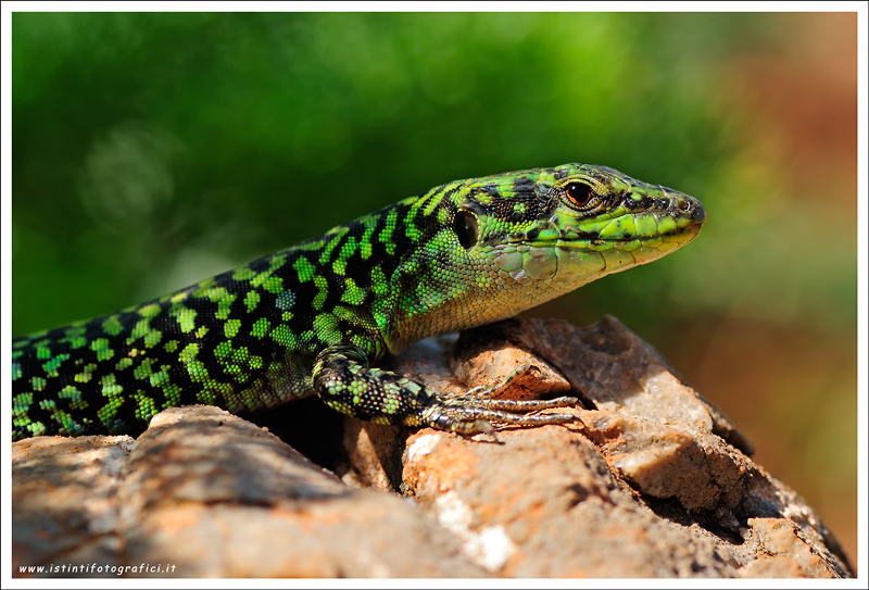 Podarcis sicula