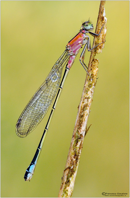 Damigella sicula da identificare