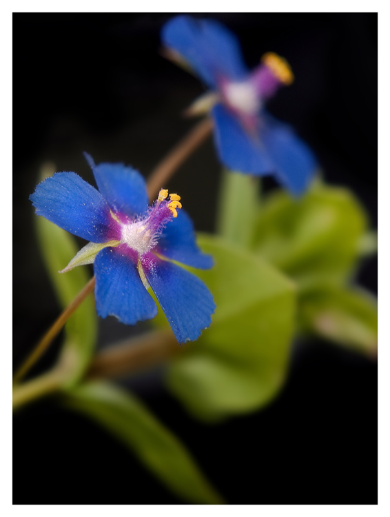 Fiori del Marsalese