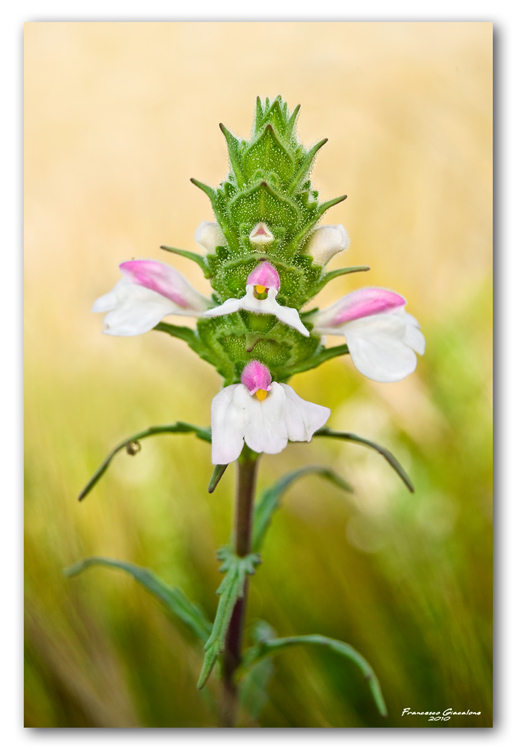 Fiori del Marsalese