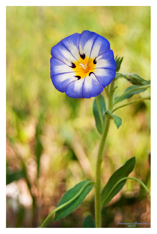 Fiori del Marsalese