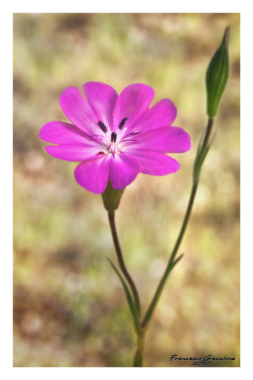 Fiori del Marsalese