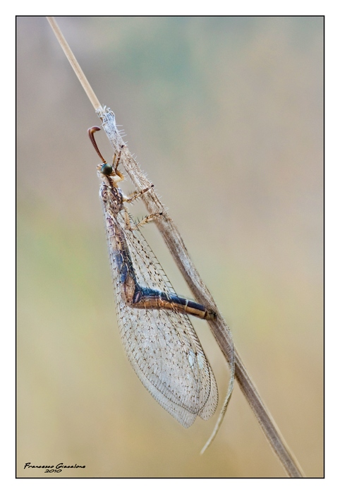 Macronemurus appendiculatus?