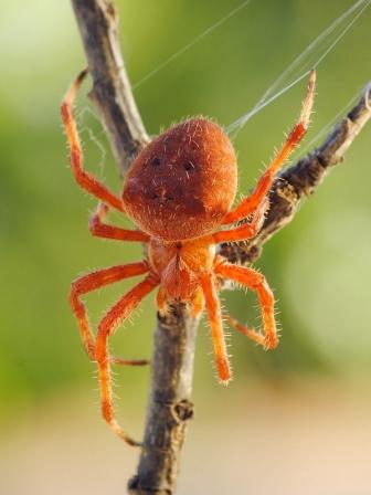 Ragno rosso da identificare (Araneus sp.)