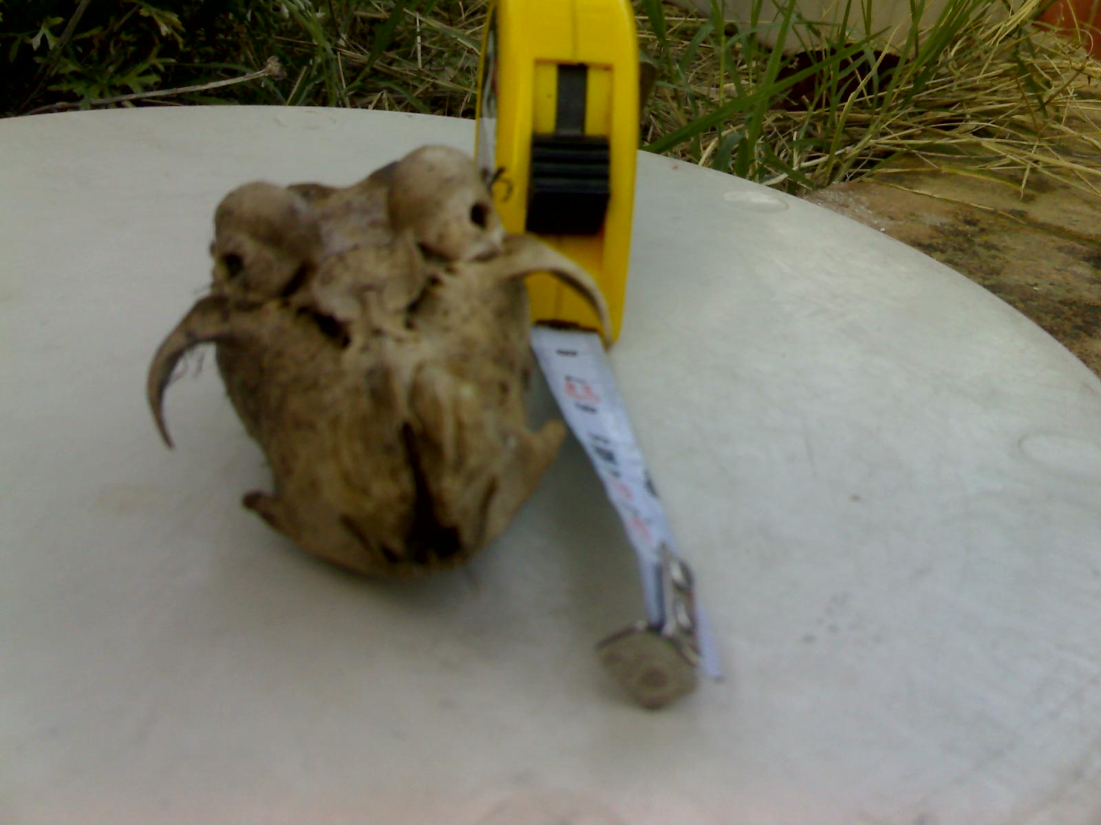 Riconascimento di un cranio di un piccolo animale