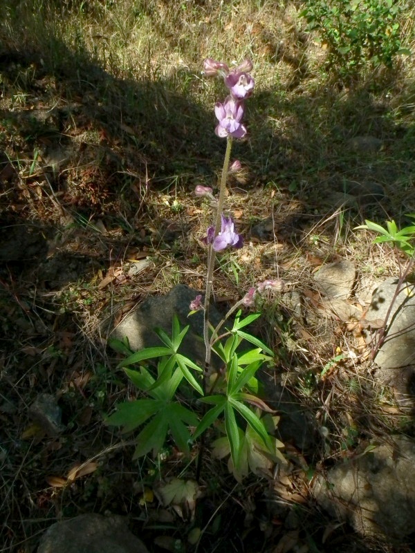 Staphisagria requienii subsp. picta (=Delphinium pictum) / Speronella variopinta