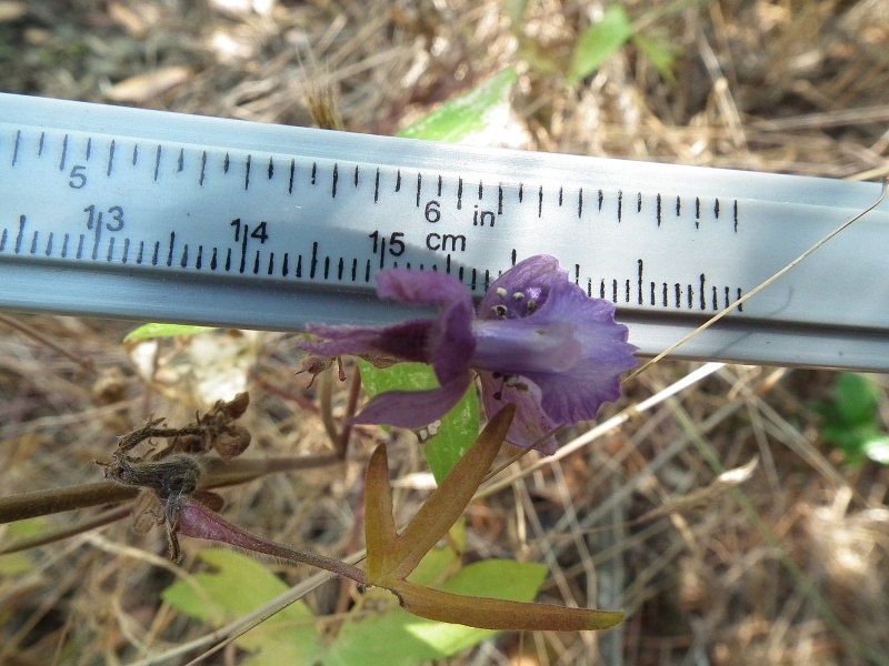 Staphisagria requienii subsp. picta (=Delphinium pictum) / Speronella variopinta