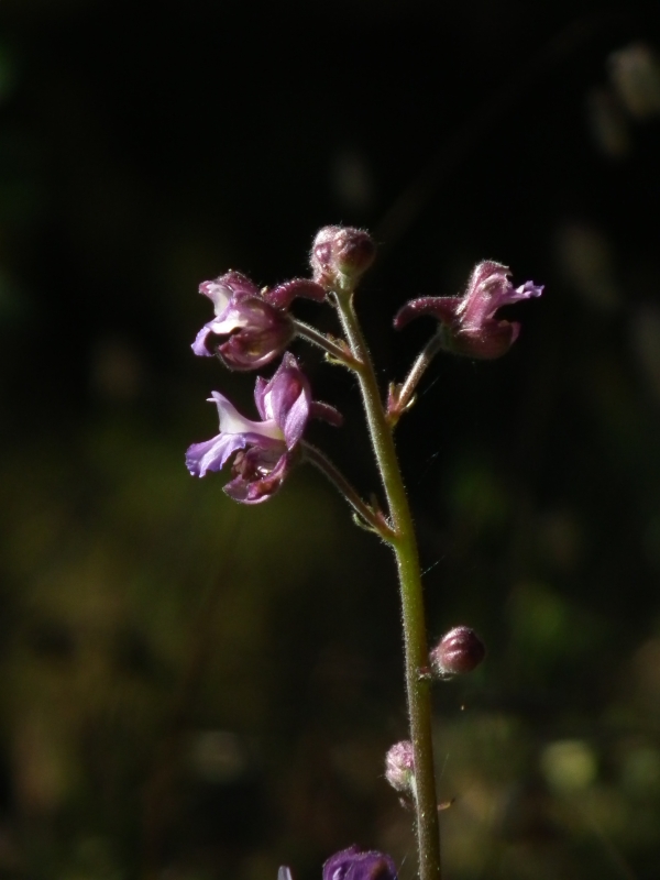 Staphisagria requienii subsp. picta (=Delphinium pictum) / Speronella variopinta