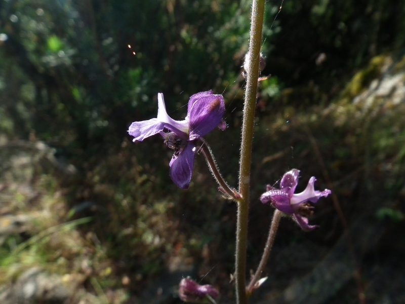 Staphisagria requienii subsp. picta (=Delphinium pictum) / Speronella variopinta