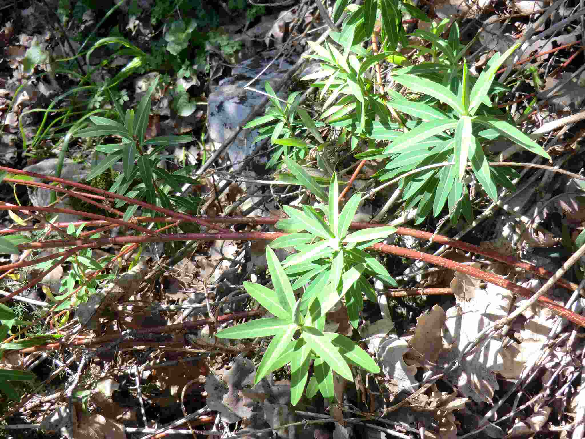 Euphorbia ceratocarpa