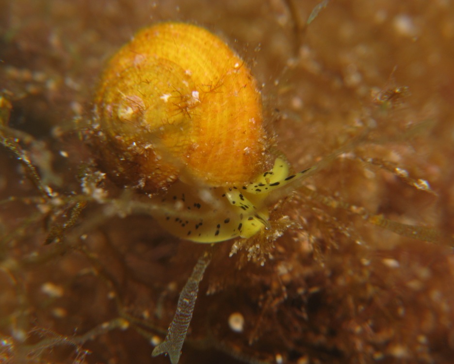 Heliacus subvariegatus  Isola dell''Asinara -Nord Sardegna