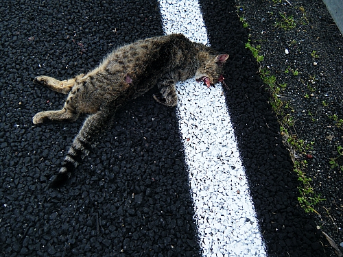 Gatto selvatico??