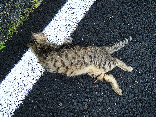 Gatto selvatico??