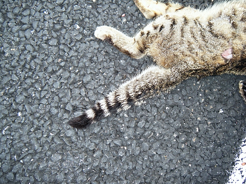 Gatto selvatico??