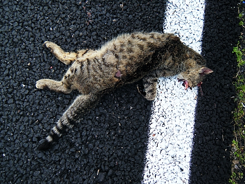 Gatto selvatico??
