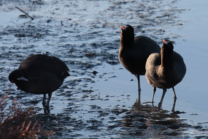 Avifauna humor