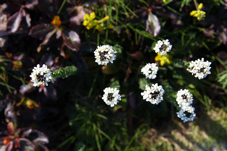 Arabis sagittata / Arabetta saettata