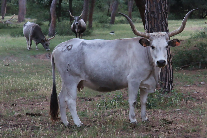 Animali al pascolo