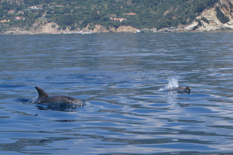 Delfini