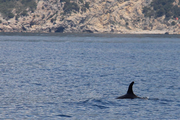Delfini