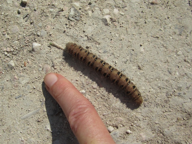 Bruco da identificare - Lemonia taraxaci