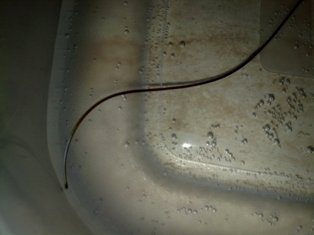 Gordiidae