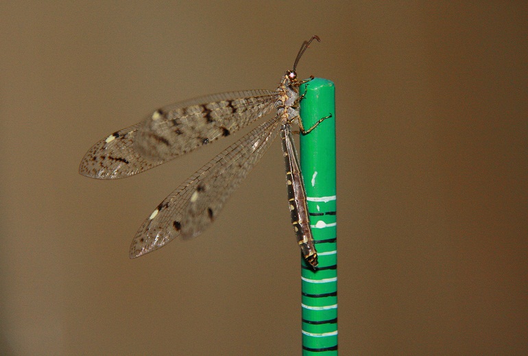 Distoleon tetragrammicus (femmina)