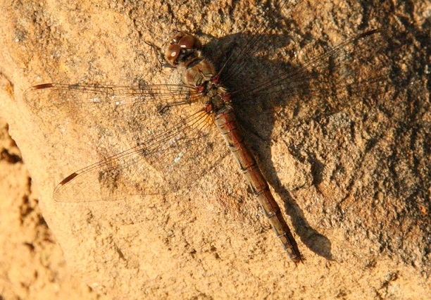 identificazione