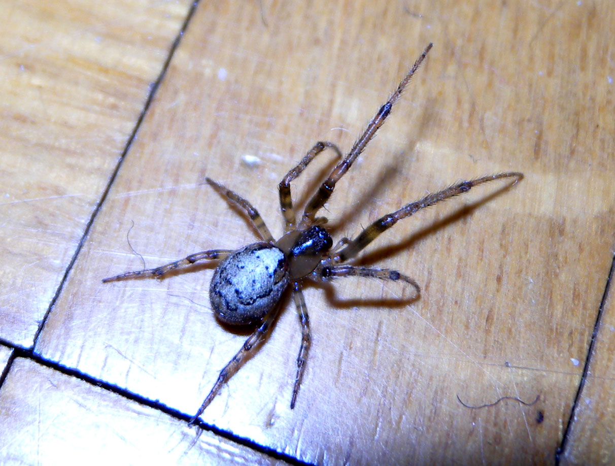 Zygiella sp.