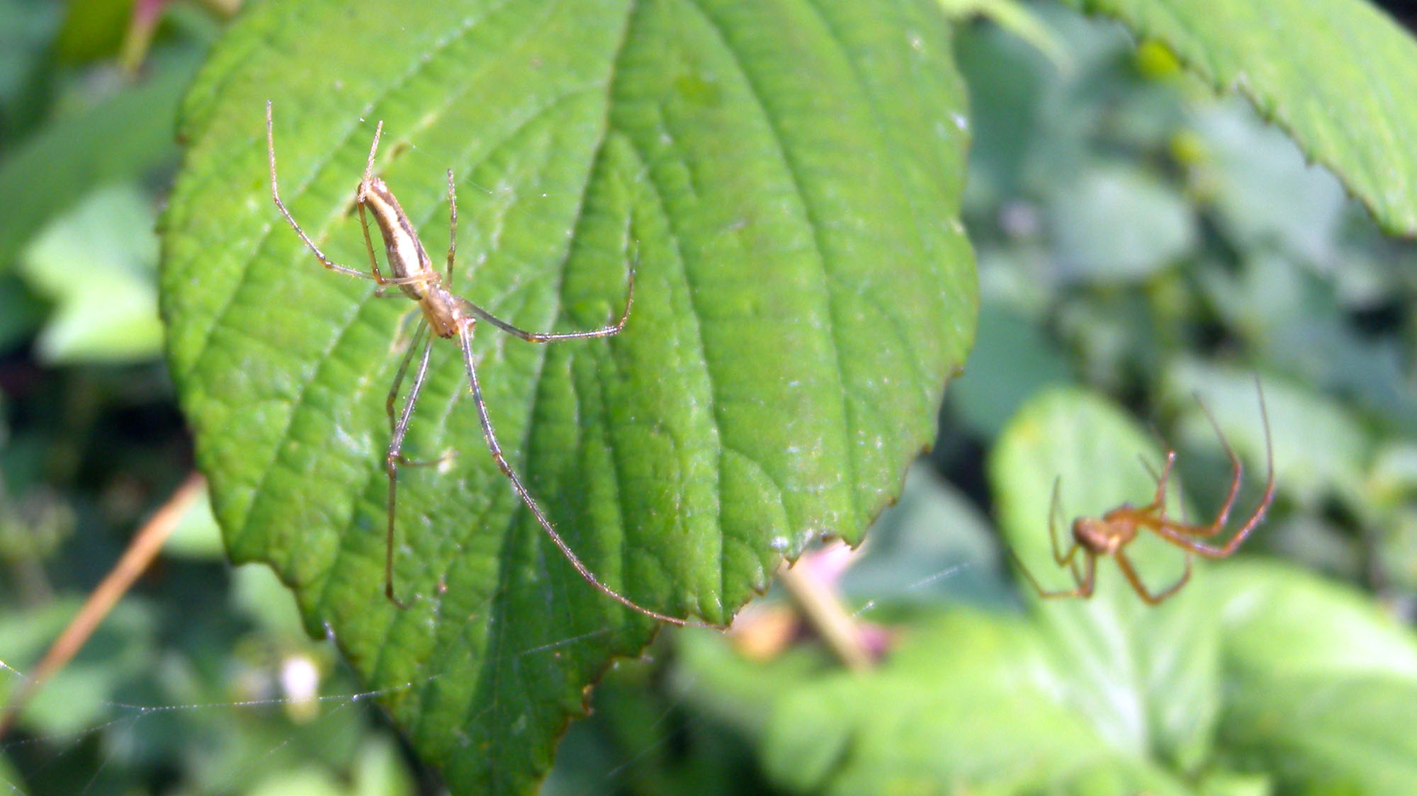 Ragni in coppia (Metellina sp. e Tetragnatha sp.).