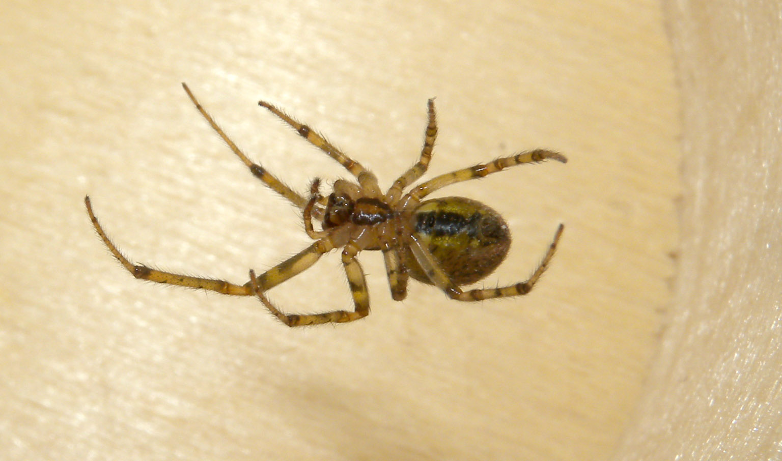 Zygiella sp.