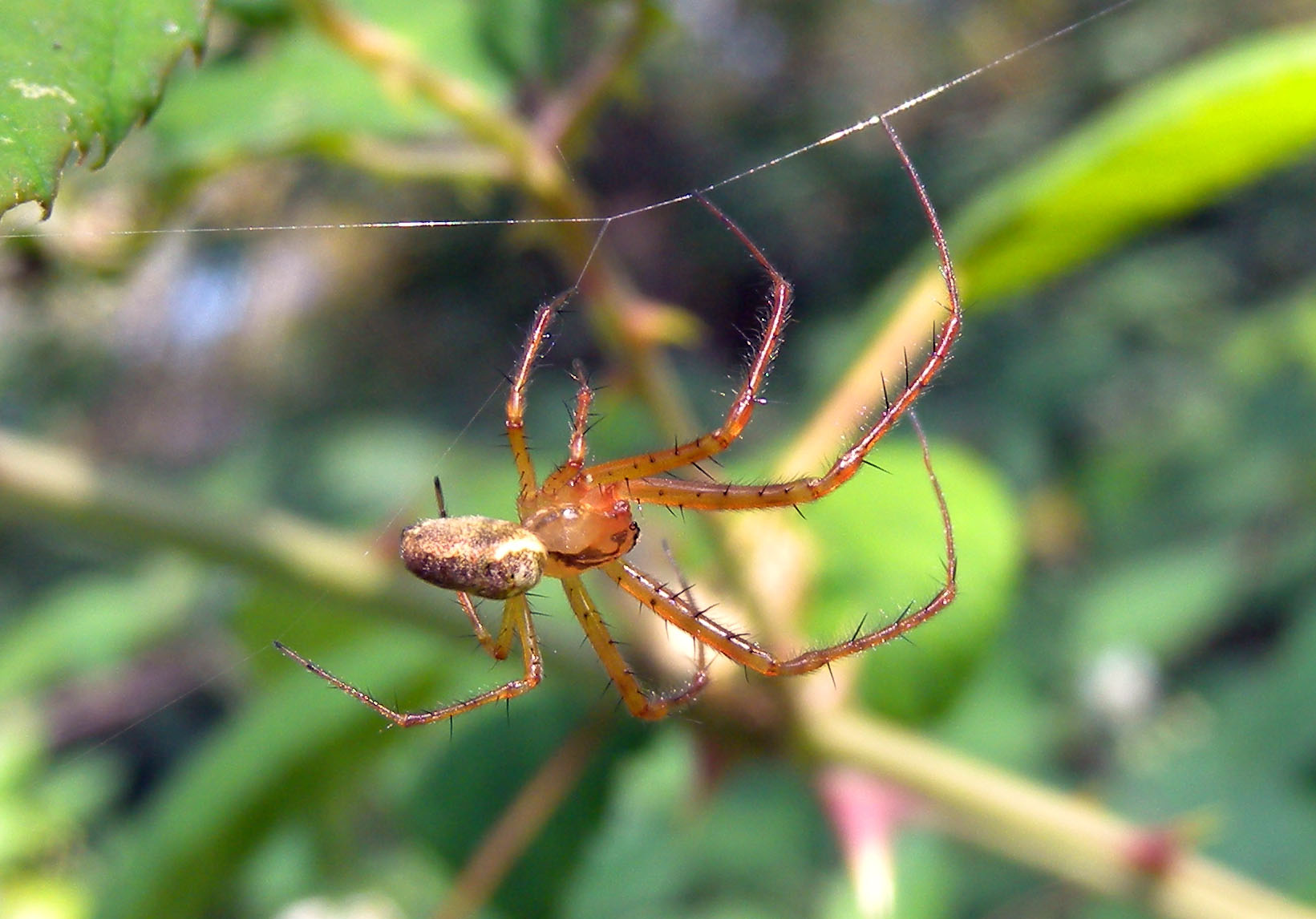 Ragni in coppia (Metellina sp. e Tetragnatha sp.).