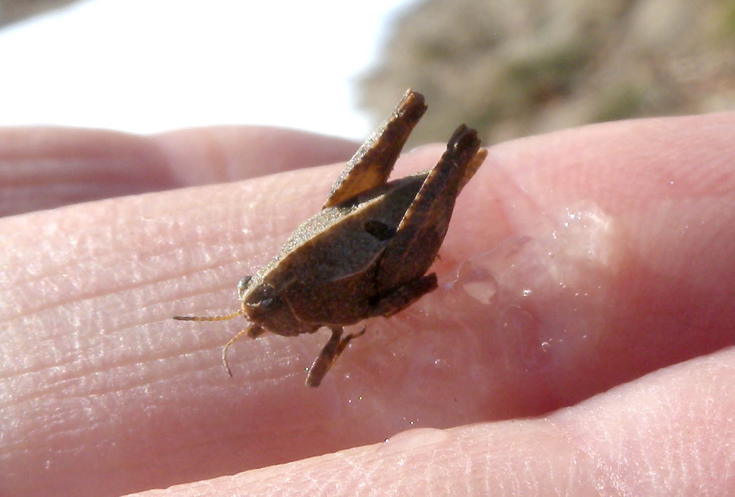 Tetrigidae:Tetrix cf. bipunctata