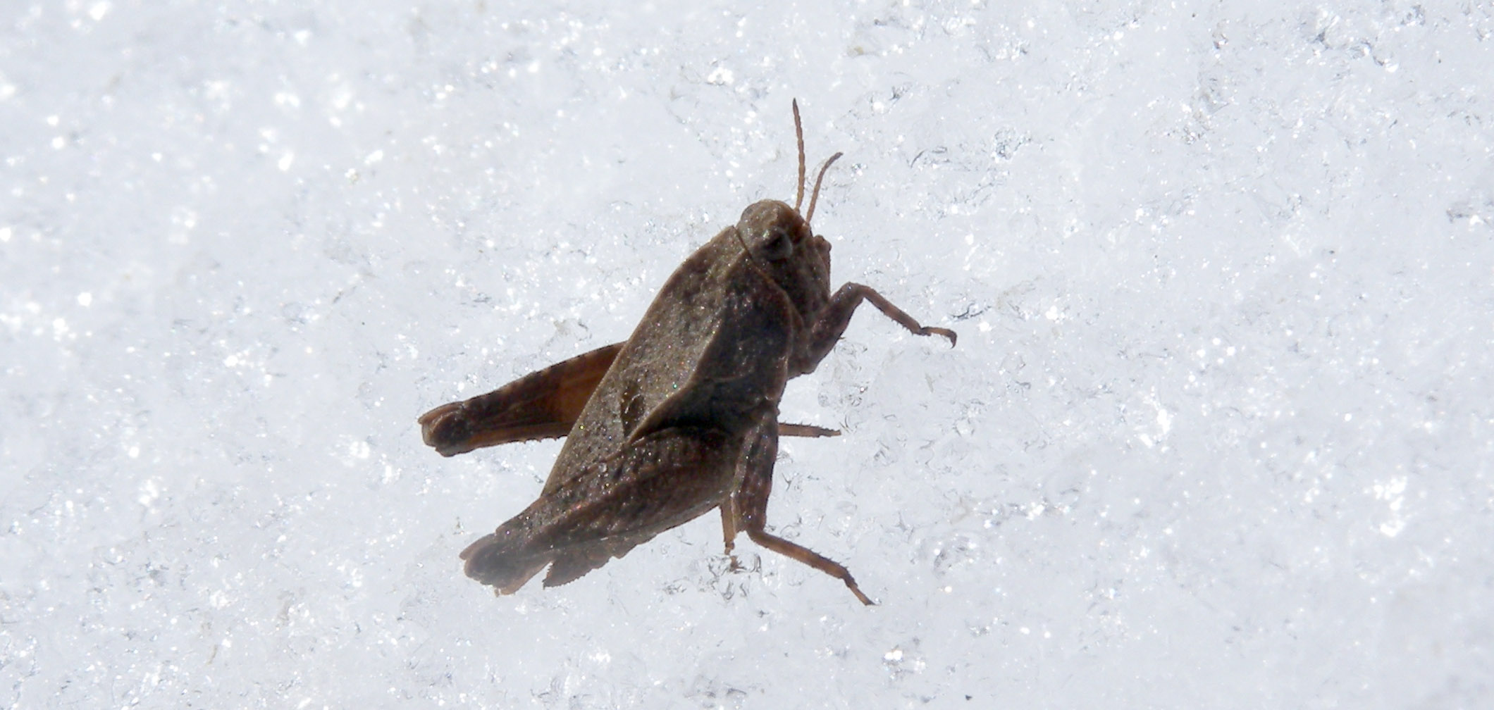 Tetrigidae:Tetrix cf. bipunctata