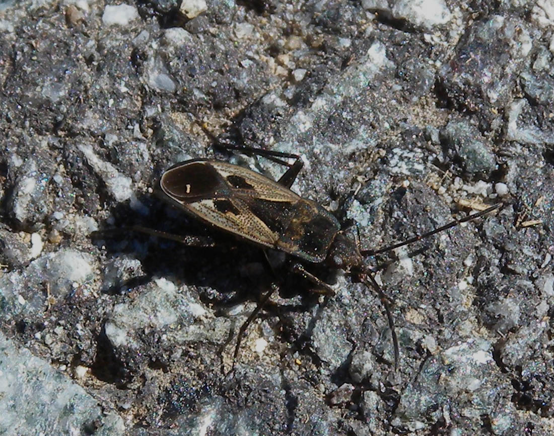 Lygaeidae: Rhyparochromus phoeniceus del Piemonte