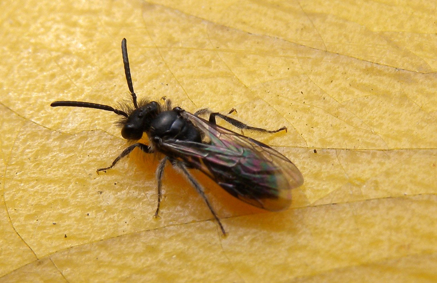 Piccolo imenottero: Maschio di Andrena sp.
