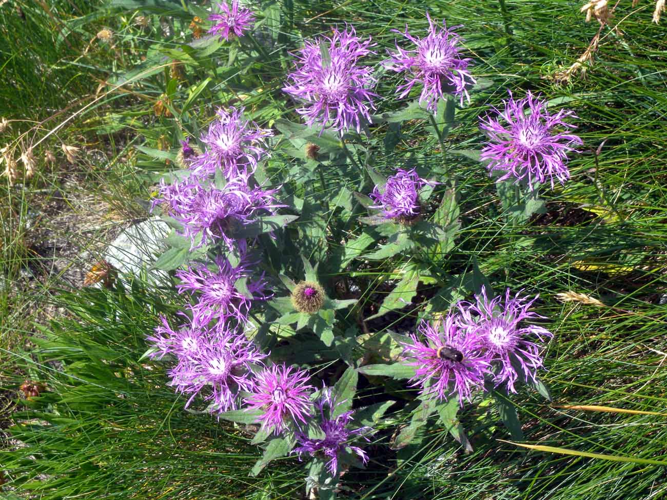 Centaurea cfr. uniflora