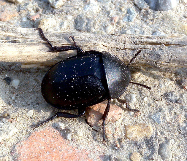 Silphidae: Ablattaria laevigata