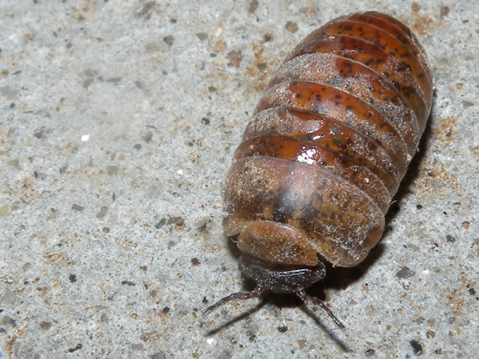 Glomeridae da identificare