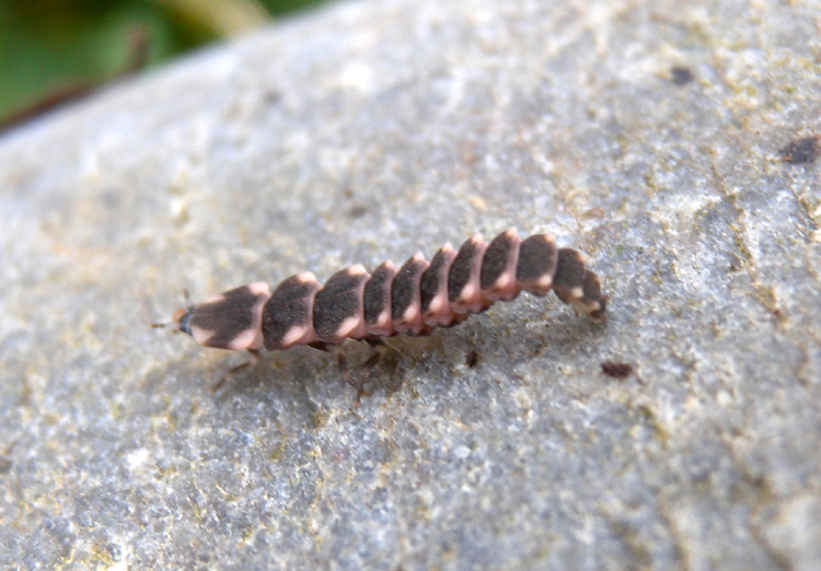 larva di Lampyris