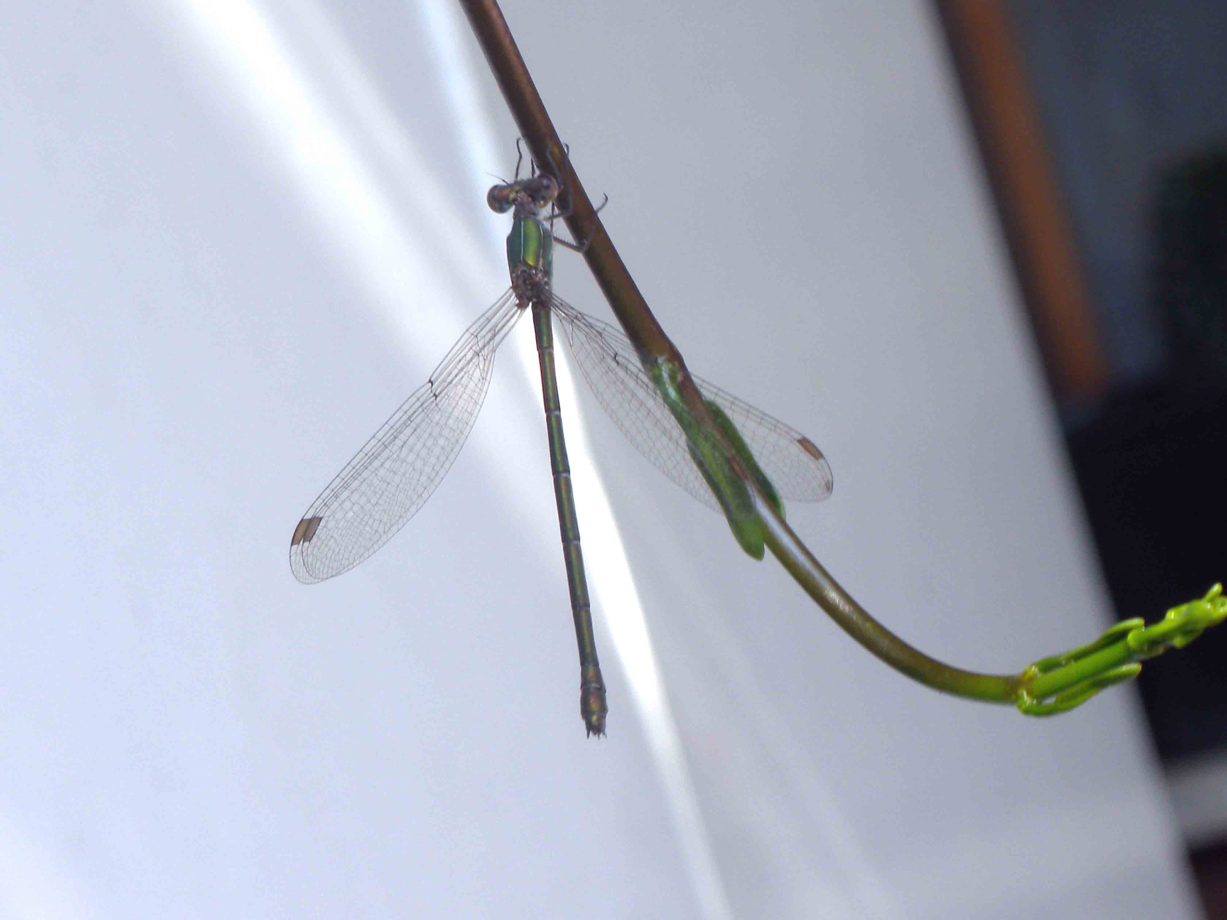 Che specie ? femmina di Chalcolestes viridis